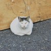 おまんじゅう猫