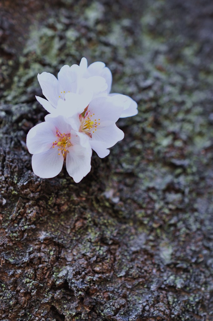 木から直接咲く桜