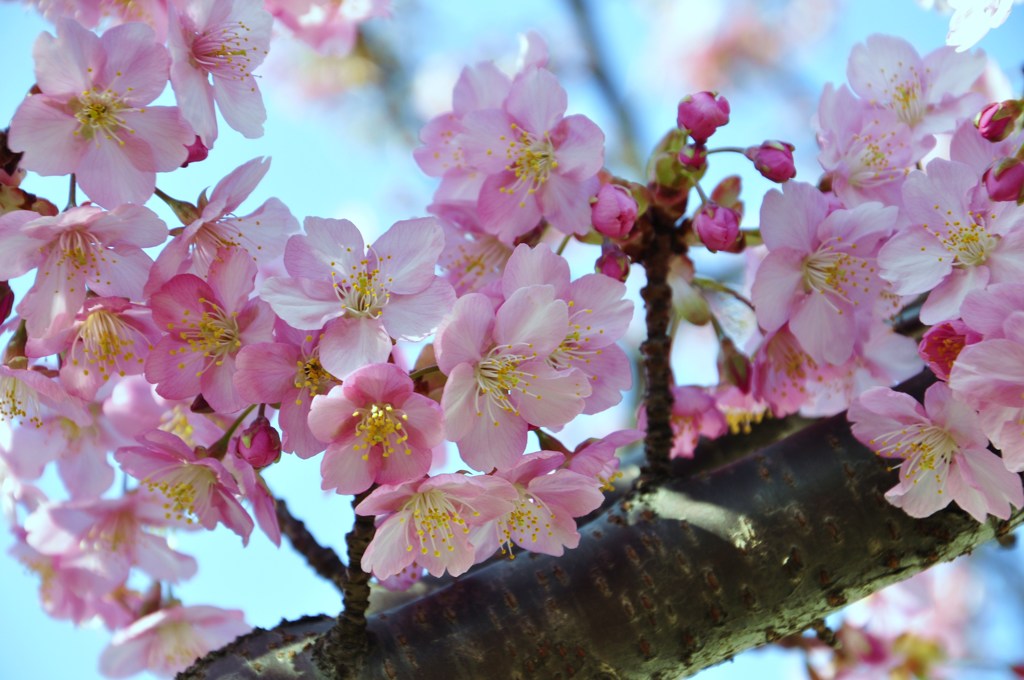 breakaway cherry