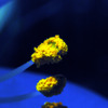 pollen
