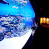 サンゴ大水槽3
