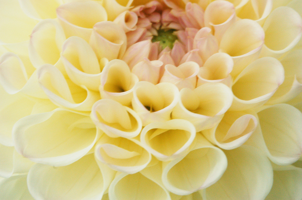 dahlia