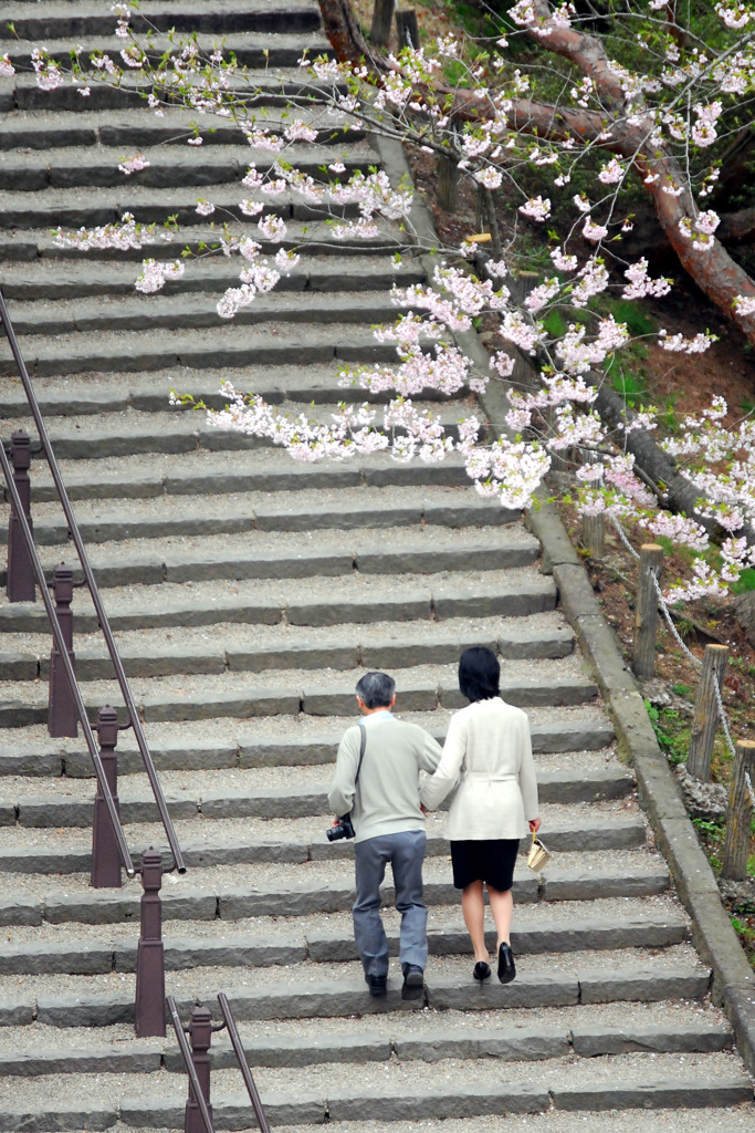 父娘で桜