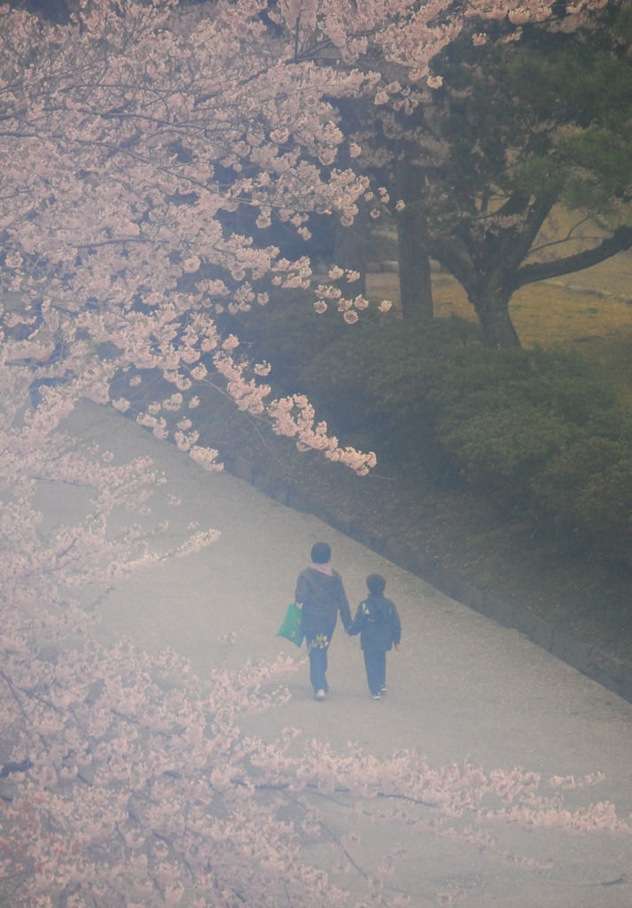 母とで桜