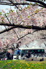 見物で桜