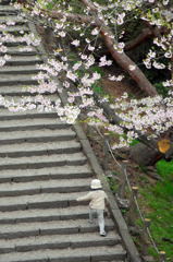 よいしょで桜