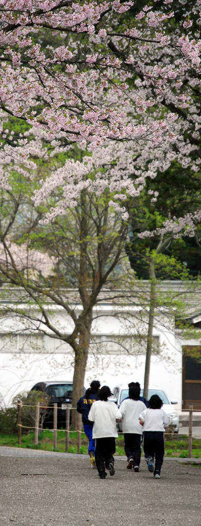 部活で桜