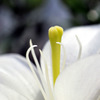 無花粉のユリ３