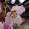 冷たい雨の1日でした