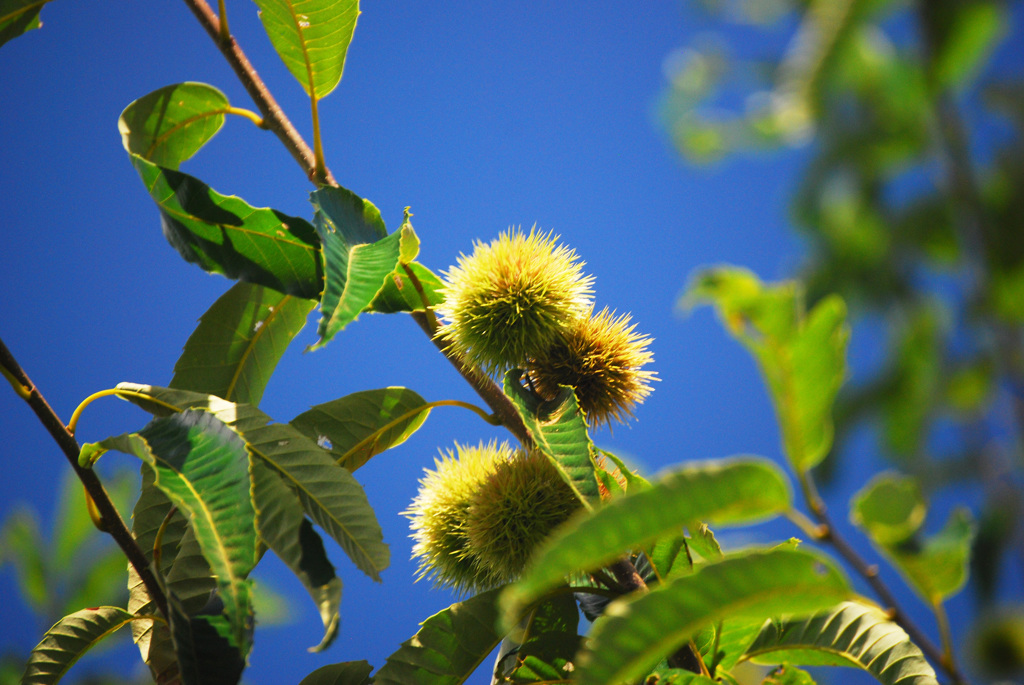 Castanea crenata