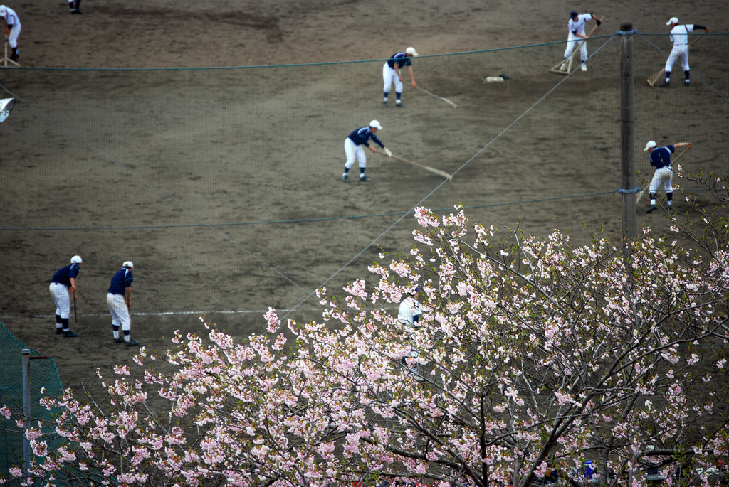 部活で桜2