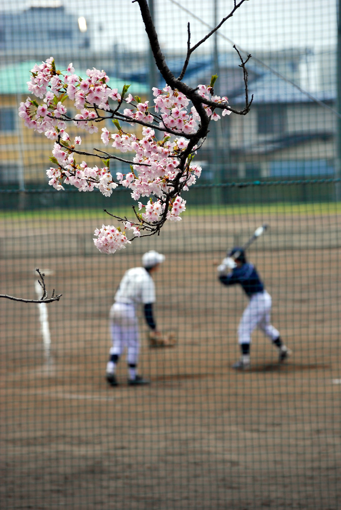 ノックで桜