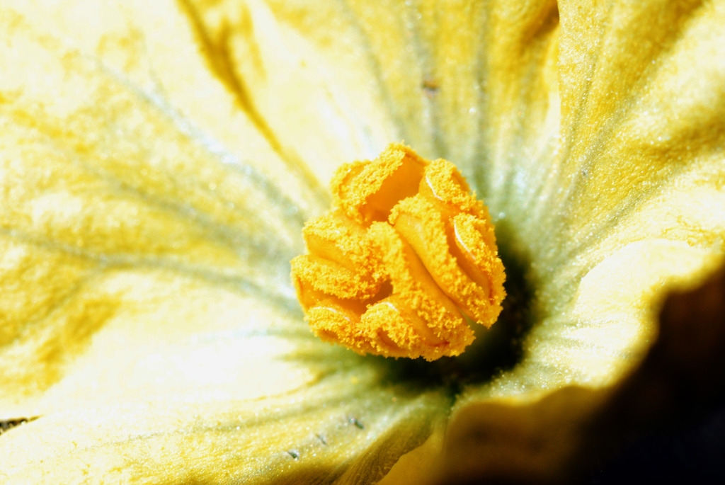 pollen2