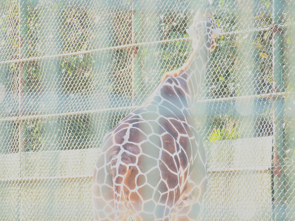 P2071146