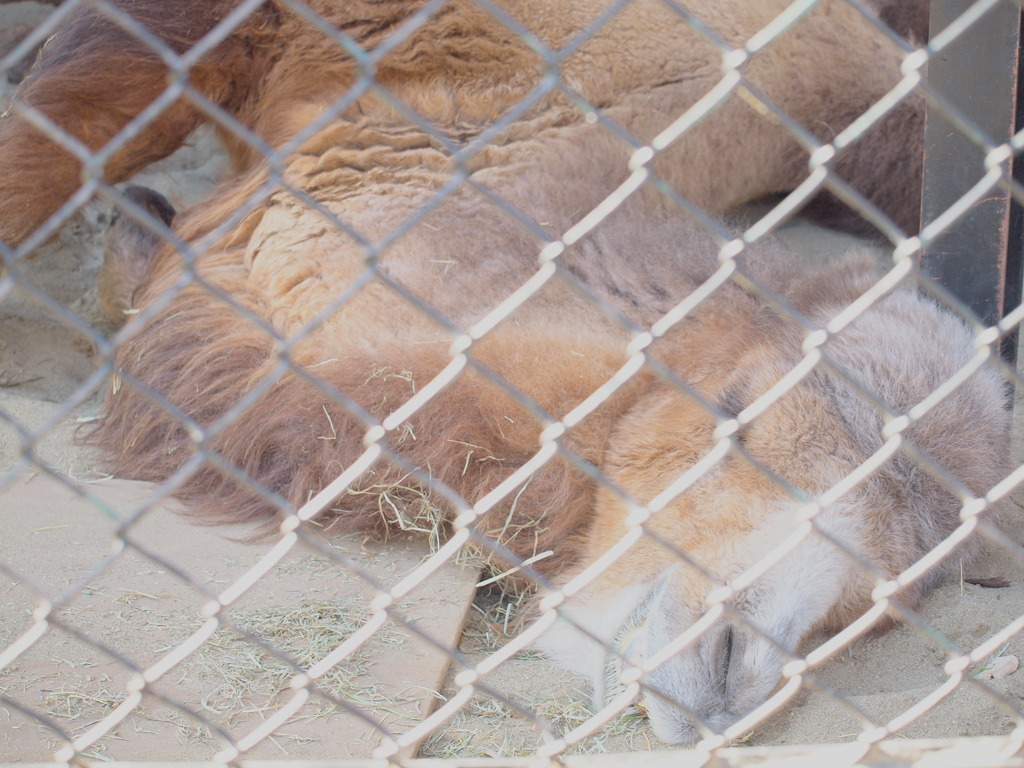 P2071131