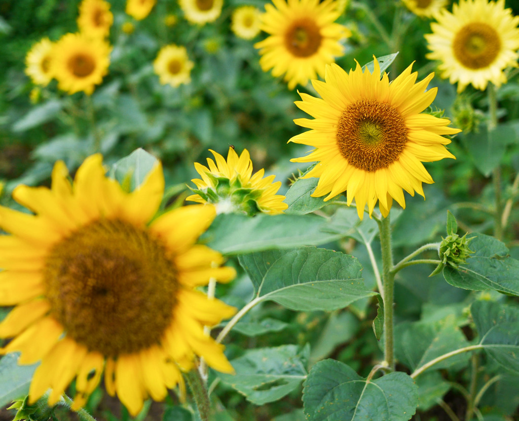 夏の花