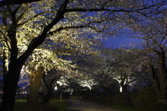 夜桜探訪