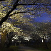 夜桜探訪