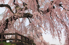 桜・しだれてます。