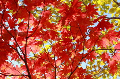 紅