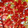 紅
