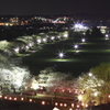 夜桜俯瞰