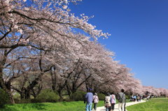 桜が来たっ！