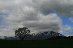 小岩井一本桜2010
