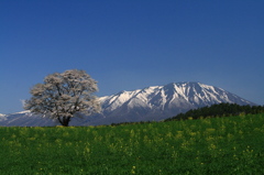小岩井一本桜2009