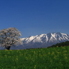 小岩井一本桜2009