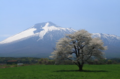 上坊牧野一本杉