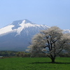 上坊牧野一本杉