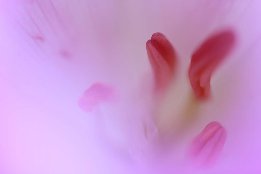 花の奥で静かに待つ