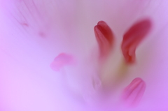 花の奥で静かに待つ