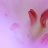 花の奥で静かに待つ