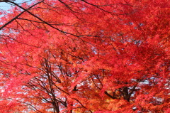 深紅に燃ゆ