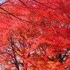 深紅に燃ゆ