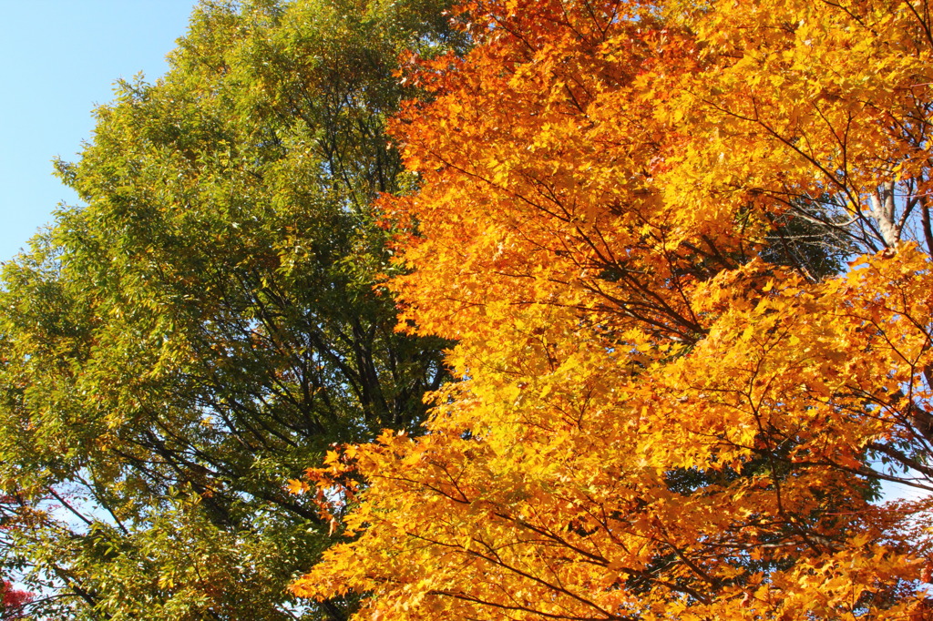 紅葉。