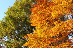 紅葉。