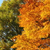 紅葉。