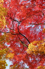 紅く染まる