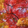 紅く染まる