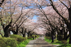 桜色トンネル