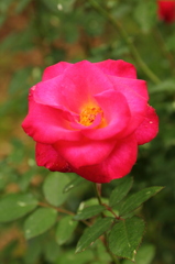 薔薇咲き誇る