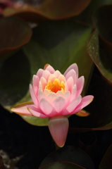 華一輪