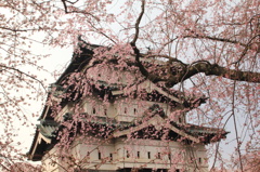 桜まみれの弘前城