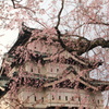 桜まみれの弘前城