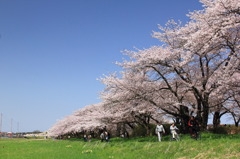 桜並木は続く