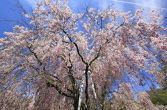 降り注ぐ花たち