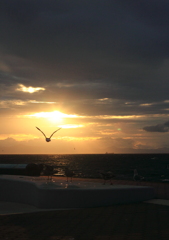 夕日に向かって飛ぶ